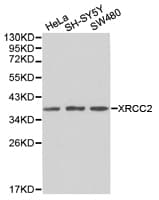 XRCC2 Antibody