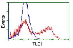 TLE1 / TLE 1 Antibody (clone OTI3C9)