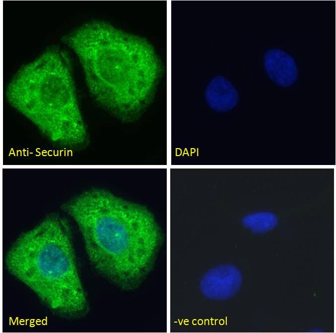 IHC-plus™ Securin / PTTG1 Antibody (aa148-160)