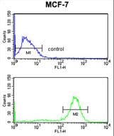CHPF / CHSY2 Antibody (aa327-354)