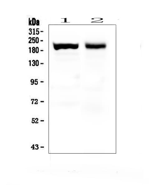 MYH7 Antibody (clone IML-64)