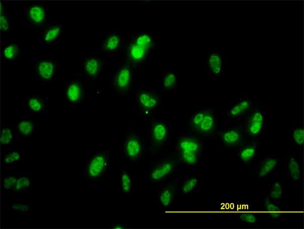 GABPA / NRF2 Antibody (clone 1D6)
