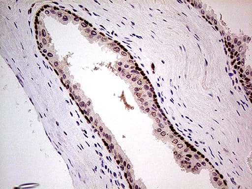 Fatso Antibody (clone OTI4A1)