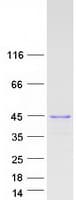 Human C1orf174 Protein (Recombinant Myc-DDK (Flag))