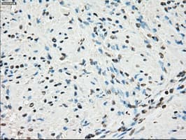 CYPOR / POR Antibody (clone OTI2E4)