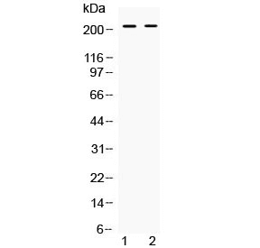BRCA1 Antibody