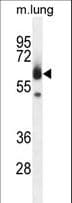 ZUFSP Antibody (aa107-136)