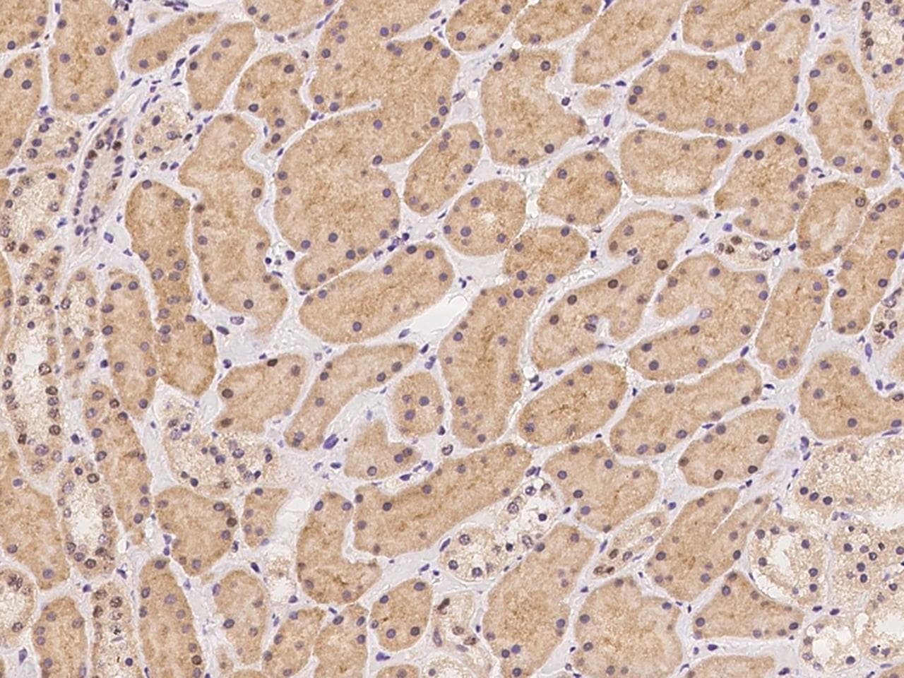 Polyclonal Rabbit anti-Human ATP6V0C / VATL Antibody (Preservative Free, IHC)