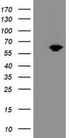GCP60 / ACBD3 Antibody (clone OTI2B12, Carrier-free)