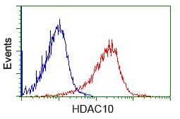 HDAC10 Antibody (clone OTI2H6)