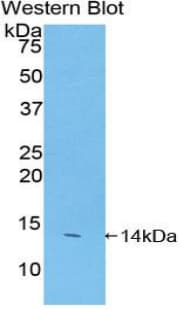Polyclonal Rabbit anti-Mouse FAM19A2 / TAFA2 Antibody (aa31-119, WB)