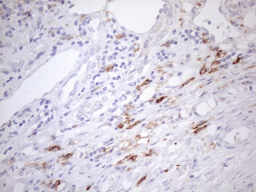 FBP / FOLR2 Antibody (aa20-221, clone OTI4G6)