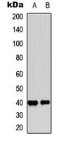 IHC-plus™ PTGER2 / EP2 Antibody (C-Terminus)