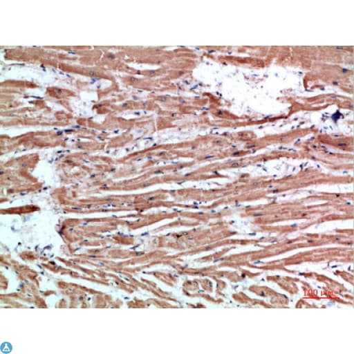 NLRX1 Antibody