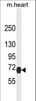 NGFR / CD271 / TNR16 Antibody