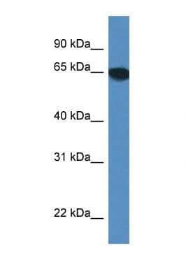 SCARA3 / APC7 Antibody (aa277-326)