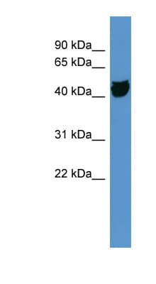 OR1S1 Antibody (C-Terminus)