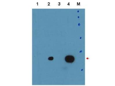 C/EBP Delta / CEBPD Antibody
