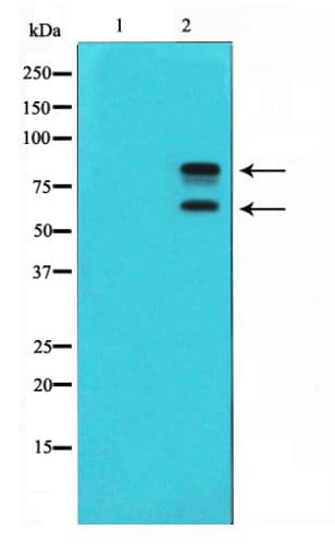 Polyclonal Rabbit anti-Human MDM2 Antibody (phospho-Ser166, IHC, IF, WB)