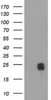 CLPP Antibody (clone OTI1E2, Carrier-free)