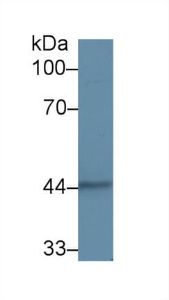 KRT15 / CK15 / Cytokeratin 15 Antibody (aa105-411)