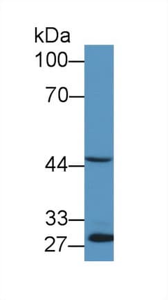 EGR2 Antibody (aa147-403, APC)