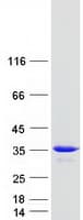 Human RAB20 Protein (Recombinant Myc-DDK (Flag))