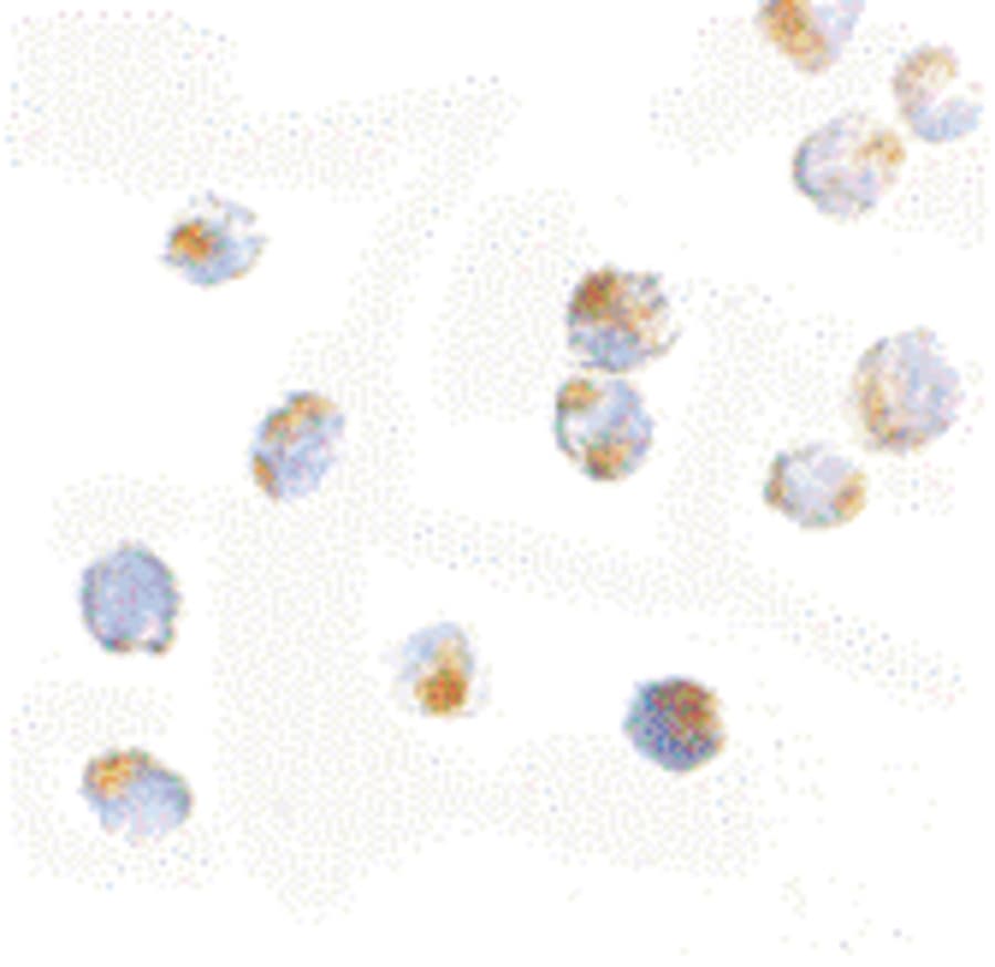 IHC-plus™ ORAI2 Antibody