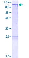 Human GRIPAP1 / GRASP1 Protein (Recombinant GST)