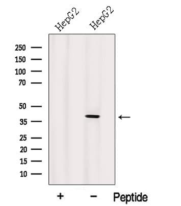 IDH3A Antibody