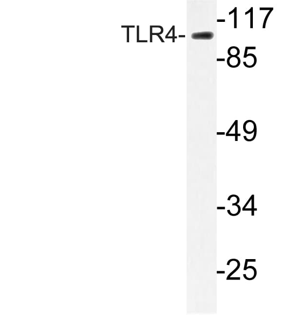 TLR4 Antibody (aa392-441)