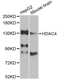 HDAC4 Antibody