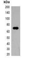 TAP Tag Antibody