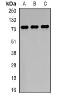 TCF4 Antibody