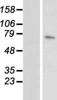 DUSP16 / MKP7 Protein (Over-Expression Lysate Myc-DDK (Flag))