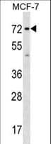 SGOL1 / Shugoshin Antibody (aa339-367)