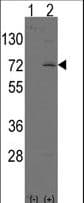 Polyclonal Rabbit anti-Human LINGO1 Antibody (aa62-92, IHC, WB)