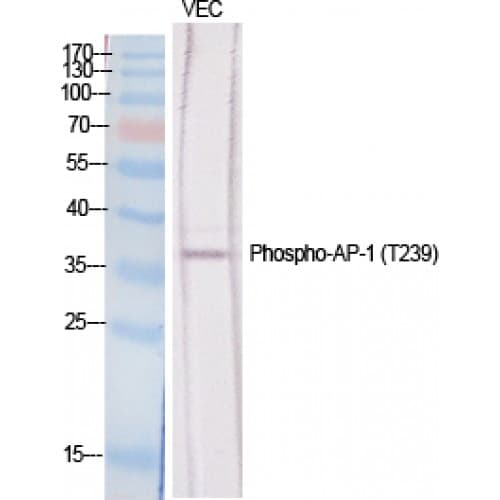 JUN / c-Jun Antibody (180-260 aa)