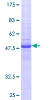 Human FAM3D Protein (Recombinant GST)