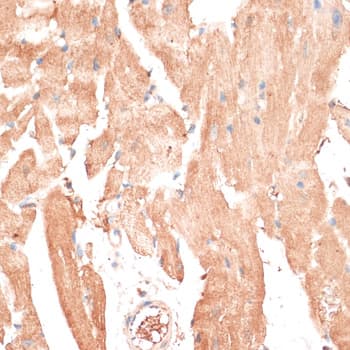 ABCB7 Antibody