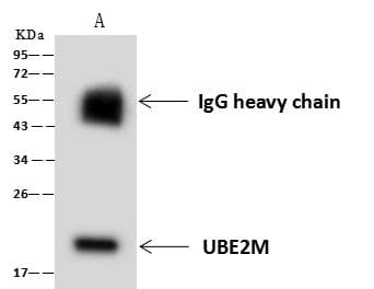 Polyclonal Rabbit anti-Human UBE2M / UBC12 Antibody (WB)