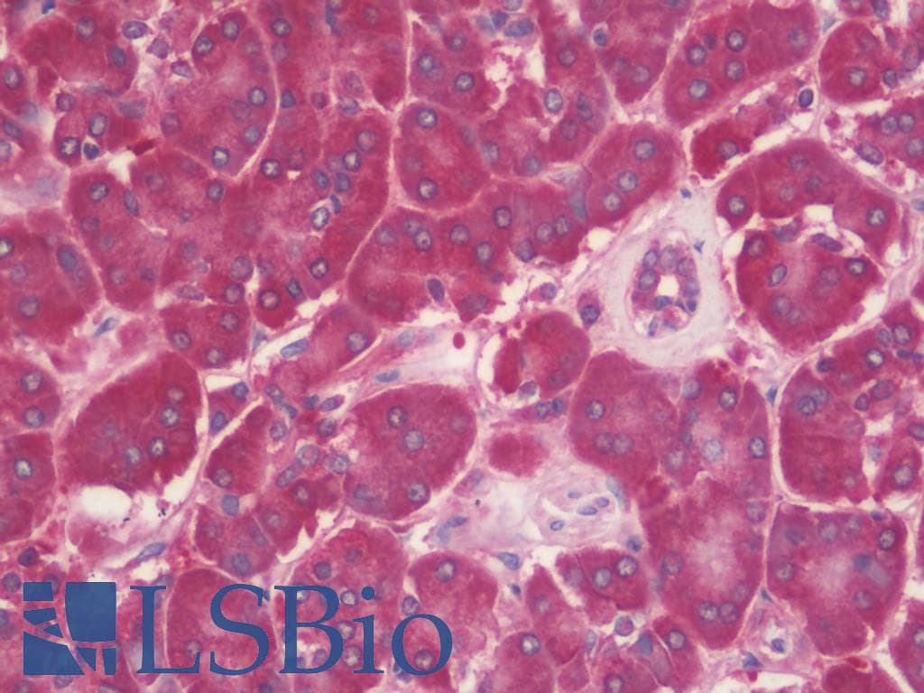 RBP1 / CRBP Antibody (clone 2.00E+01, Carrier-free)