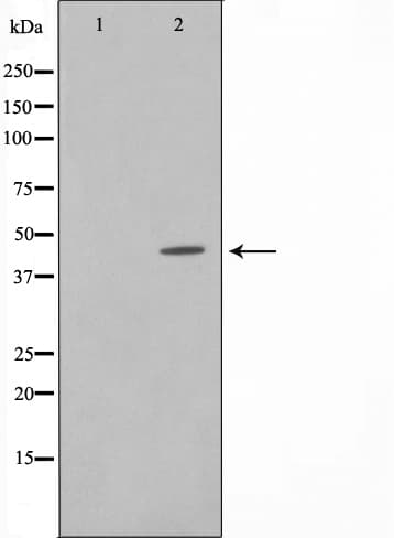 Polyclonal Rabbit anti-Human CDK15 / ALS2CR7 Antibody (IF, WB)