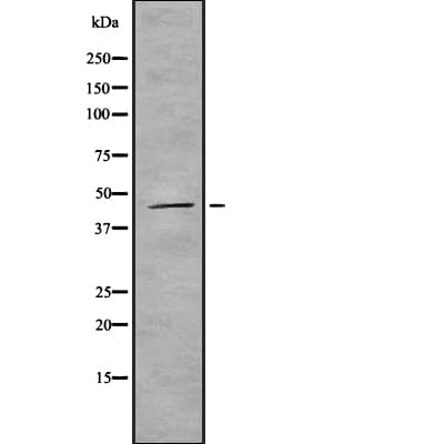 GDF11 / GDF-11 Antibody