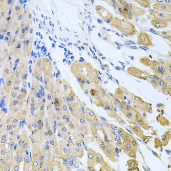 Polyclonal Rabbit anti-Human CASP9 / Caspase 9 Antibody (IHC, IF, WB)