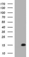 MSMB / MSP Antibody (clone OTI5F3)