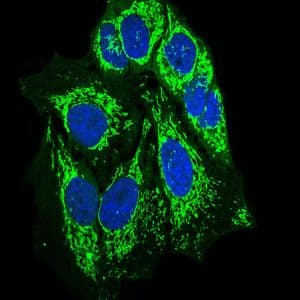 PTPN11 / SHP-2 / NS1 Antibody (Amino Acid: 263-329, clone 6D9)