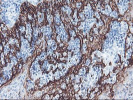 SRPRB Antibody (clone OTI1D9)