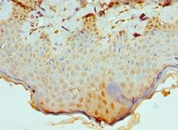 CBX8 Antibody (aa80-280)