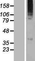 WSB2 Protein (Over-Expression Lysate Myc-DDK (Flag))